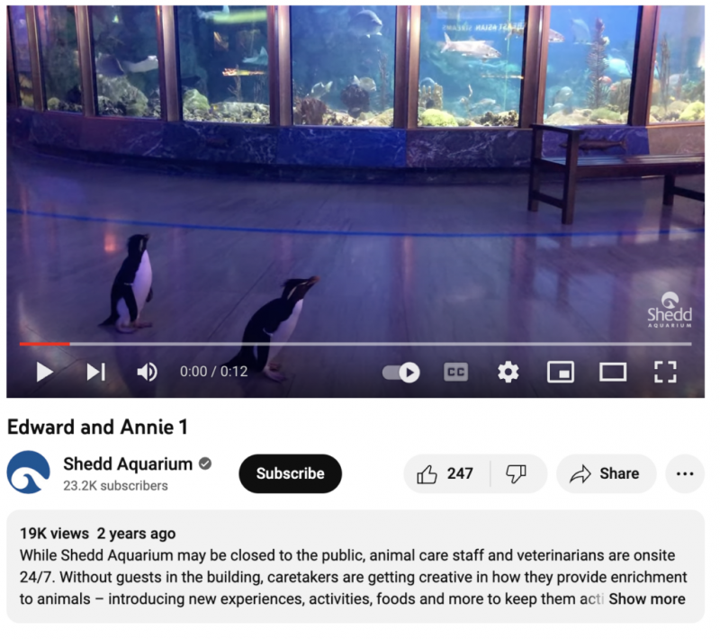   Videozapis Shedd Aquariuma koji prikazuje dva pingvina kako hodaju pokraj velikog vodenog staništa u akvariju.