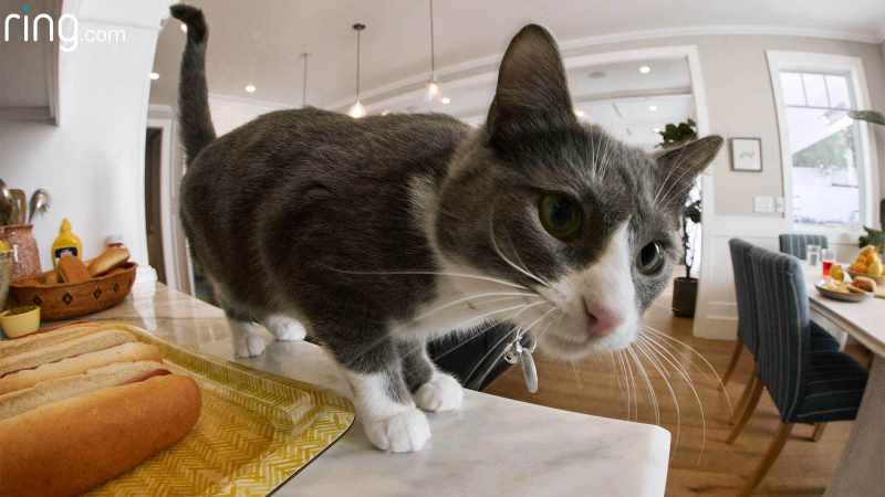   Una imagen en primer plano de un gato gris y blanco capturada por una cámara Ring.