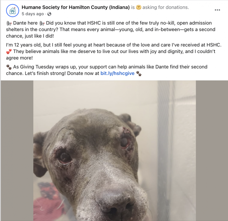   ダンテという名前の12歳の子犬が家を探しているというハミルトン・ヒューメインのFacebook投稿。